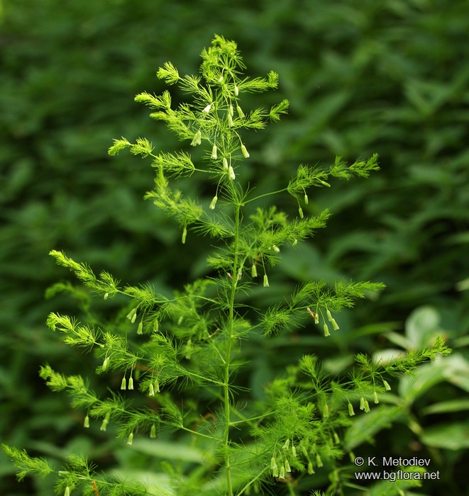 Asparagus tenuifolius