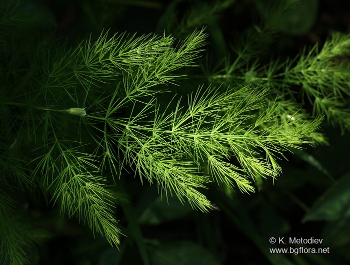 Asparagus tenuifolius