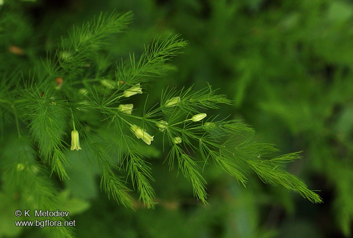 Asparagus tenuifolius