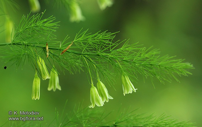 Asparagus tenuifolius