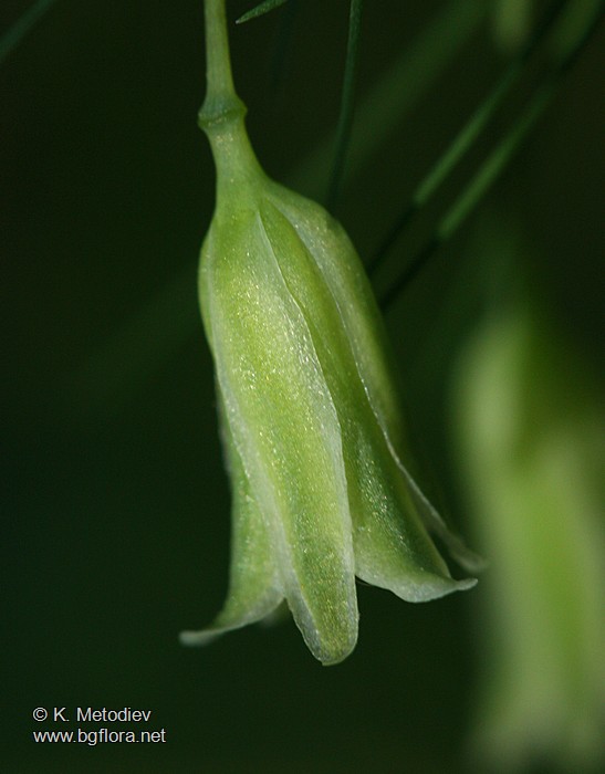 Asparagus tenuifolius