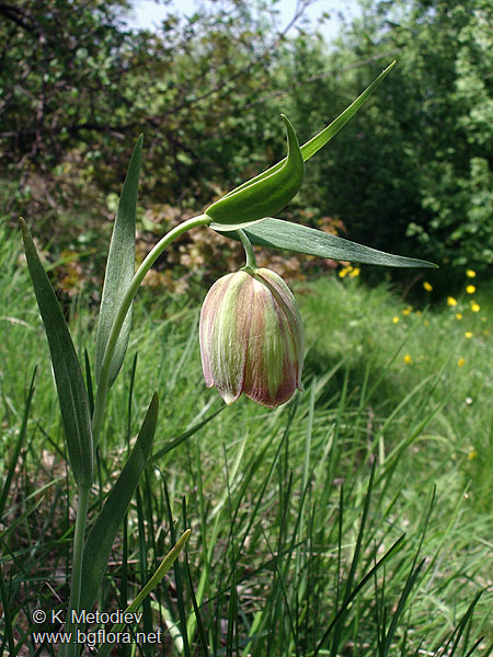Fritillaria pontica