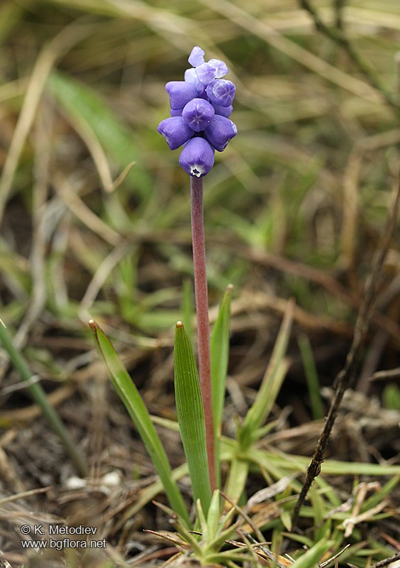 Muscari botryoides