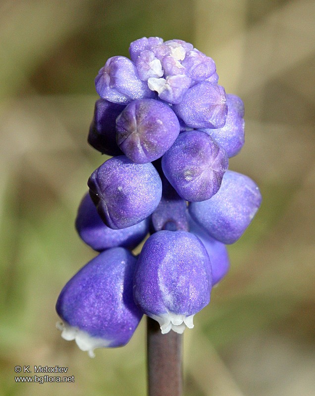Muscari botryoides