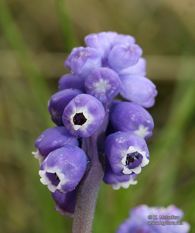 Muscari botryoides