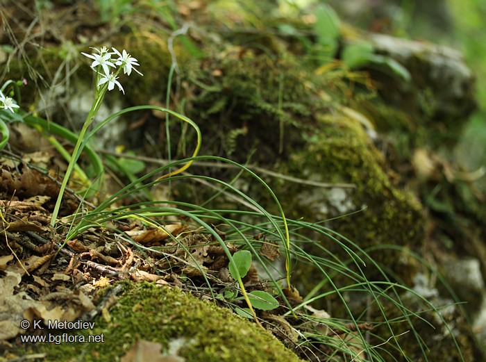 Ornithogalum gussonei