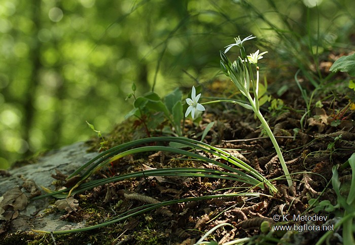 Ornithogalum gussonei