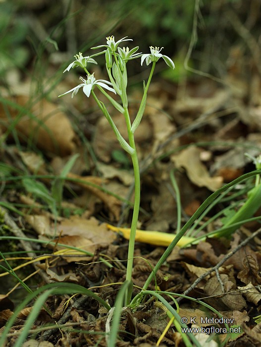 Ornithogalum gussonei