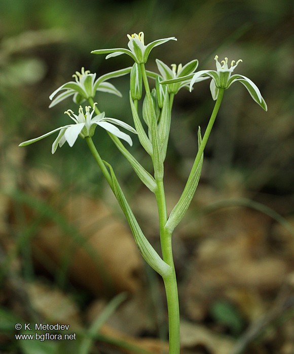 Ornithogalum gussonei