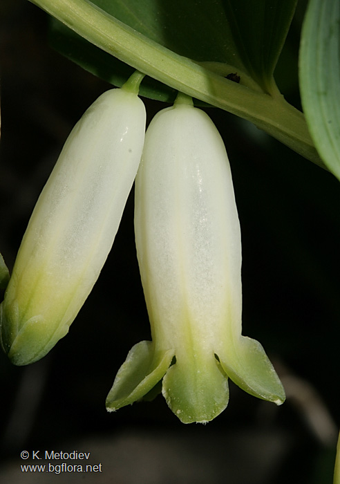 Polygonatum odoratum