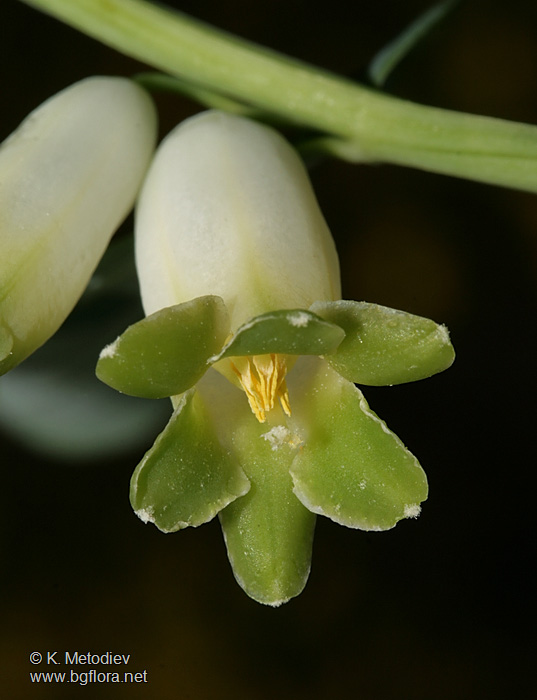 Polygonatum odoratum
