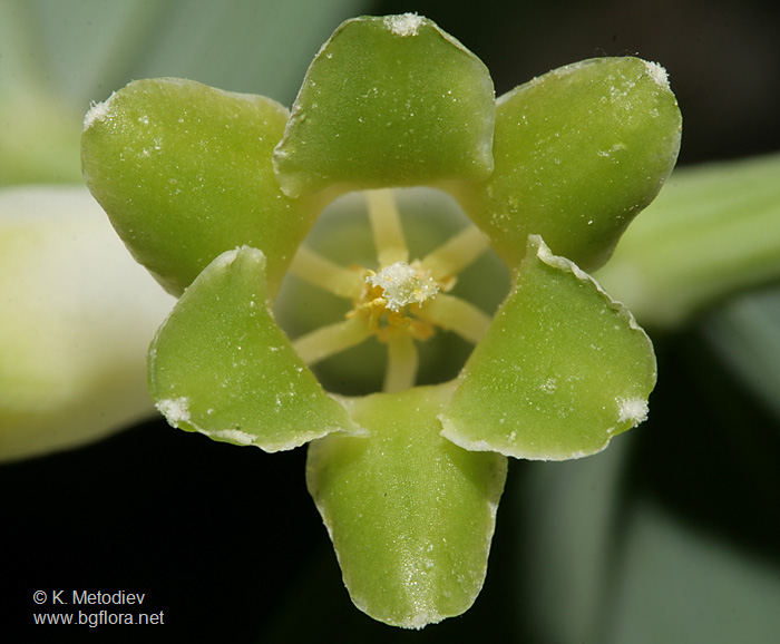 Polygonatum odoratum