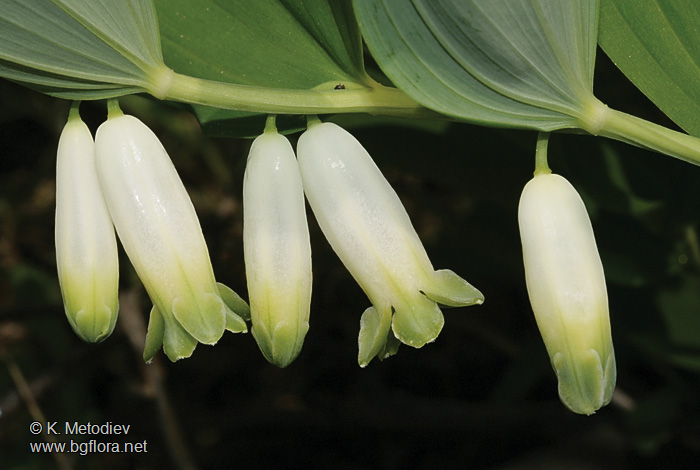 Polygonatum odoratum