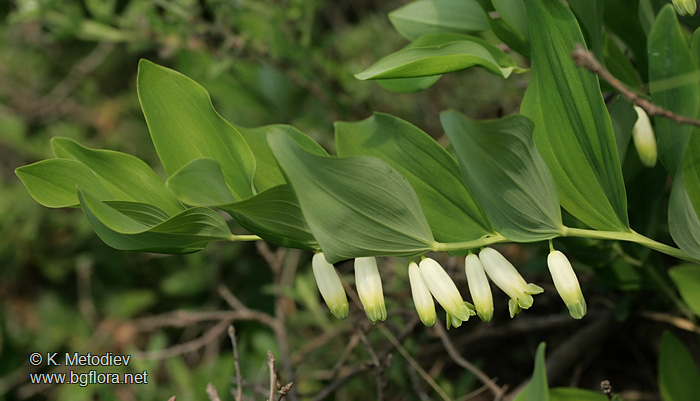 Polygonatum odoratum