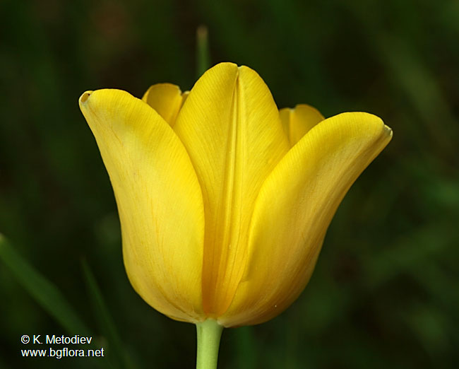Tulipa urumoffii