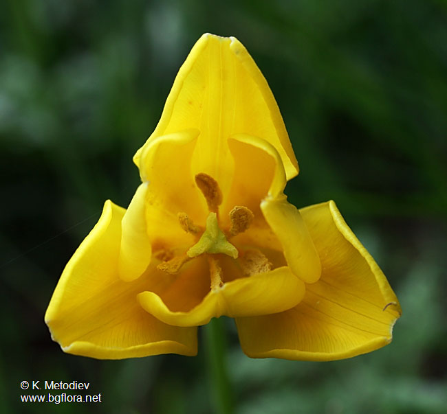 Tulipa urumoffii