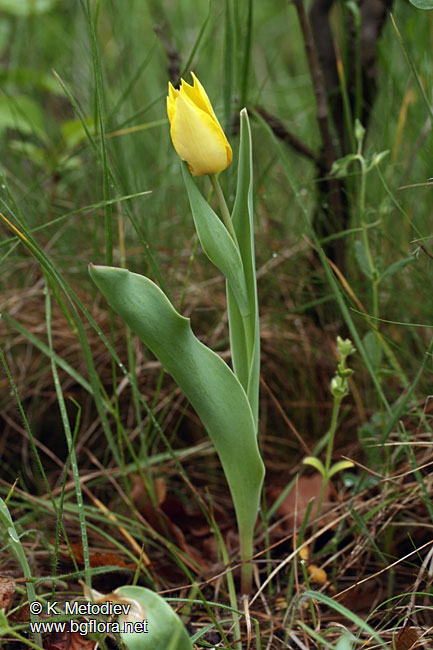 Tulipa urumoffii