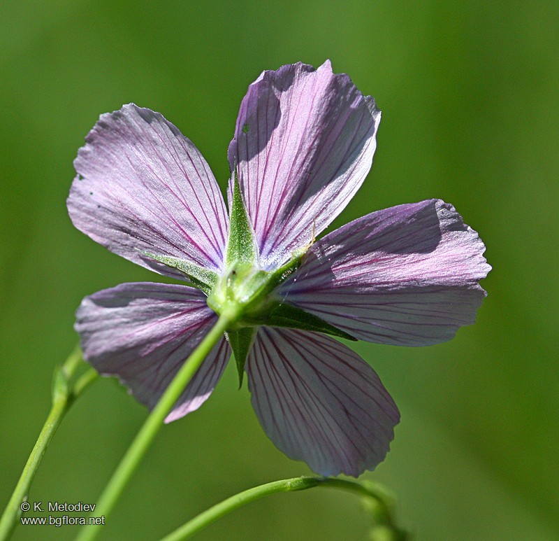 Linum hologynum