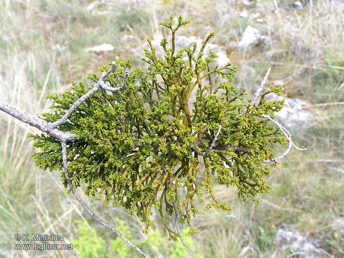 Аrceuthobium oxycedri