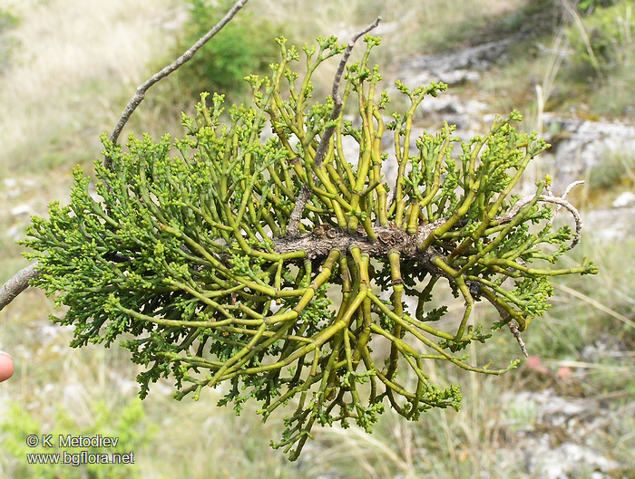 Аrceuthobium oxycedri