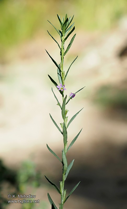 Lythrum hyssopifolia