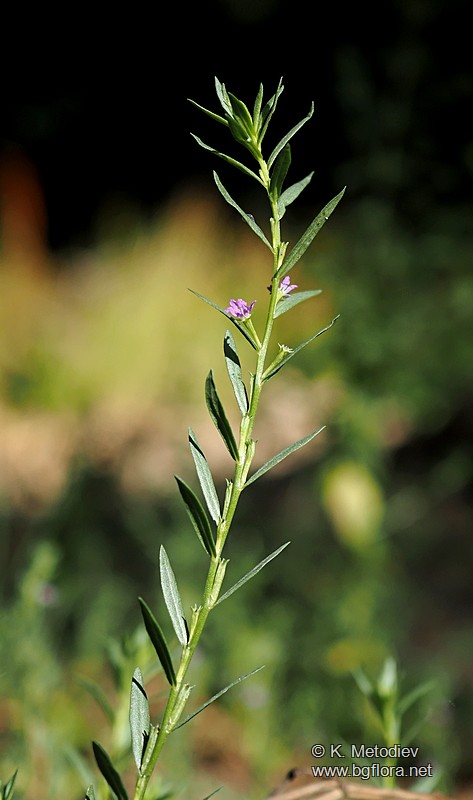 Lythrum hyssopifolia