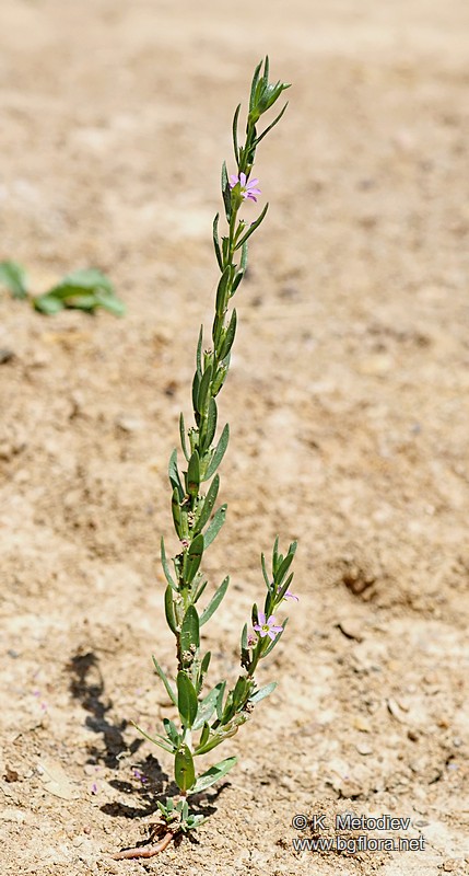 Lythrum hyssopifolia