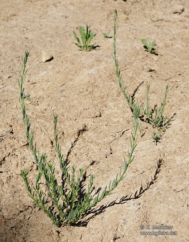Lythrum hyssopifolia