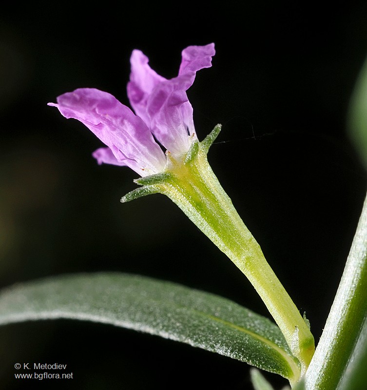 Lythrum hyssopifolia