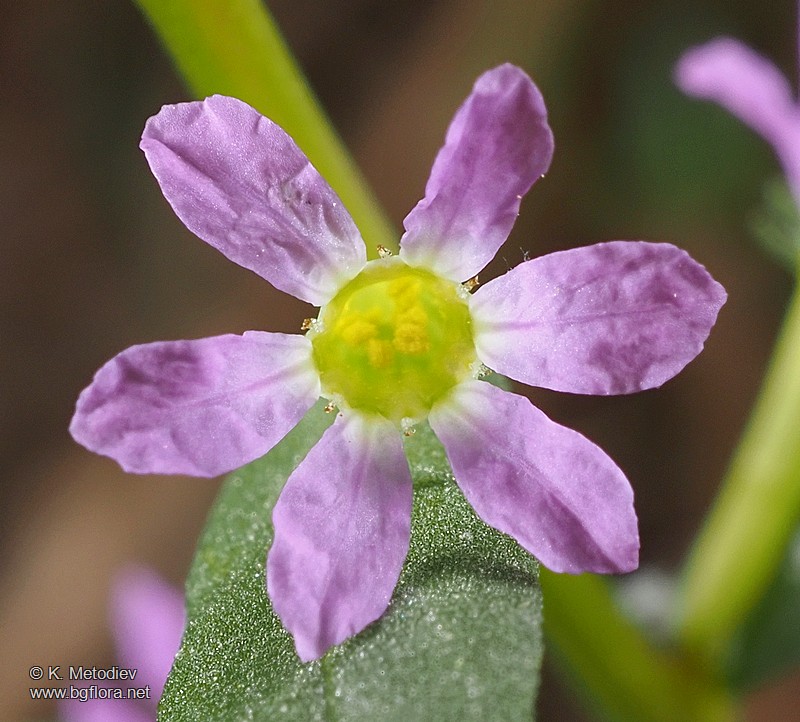 Lythrum hyssopifolia