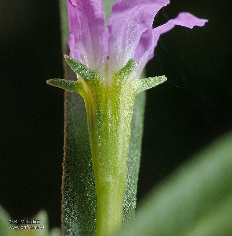 Lythrum hyssopifolia