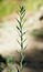 Lythrum hyssopifolia
