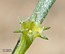 Lythrum hyssopifolia