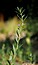 Lythrum hyssopifolia