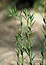 Lythrum hyssopifolia