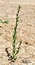 Lythrum hyssopifolia