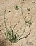 Lythrum hyssopifolia