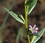 Lythrum hyssopifolia