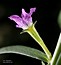 Lythrum hyssopifolia