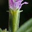 Lythrum hyssopifolia