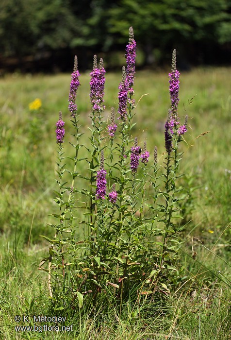 Lythrum salicaria