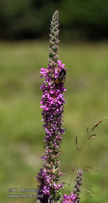 Lythrum salicaria