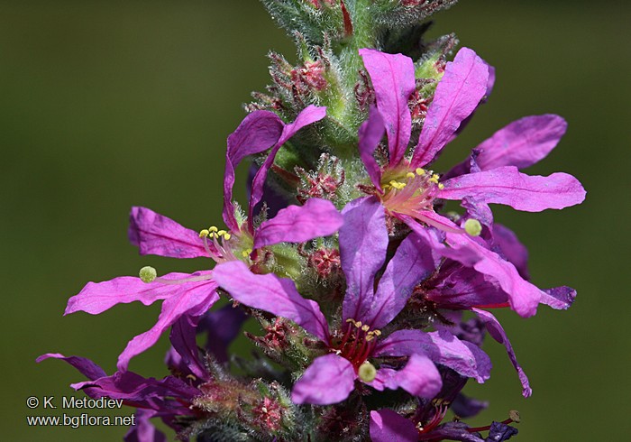 Lythrum salicaria