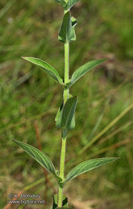 Lythrum salicaria