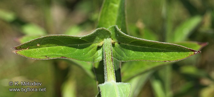 Lythrum salicaria