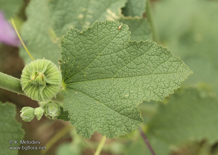 Alcea heldreichii