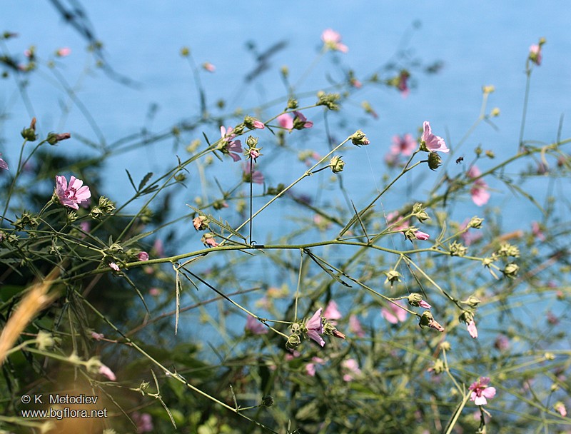 Althaea cannabina