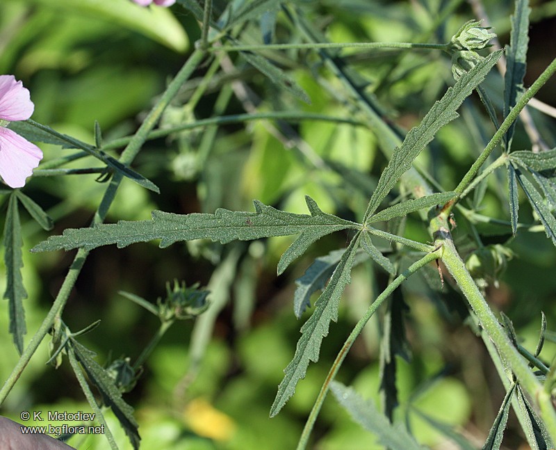 Althaea cannabina