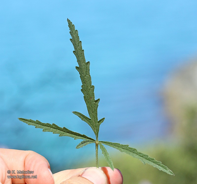 Althaea cannabina