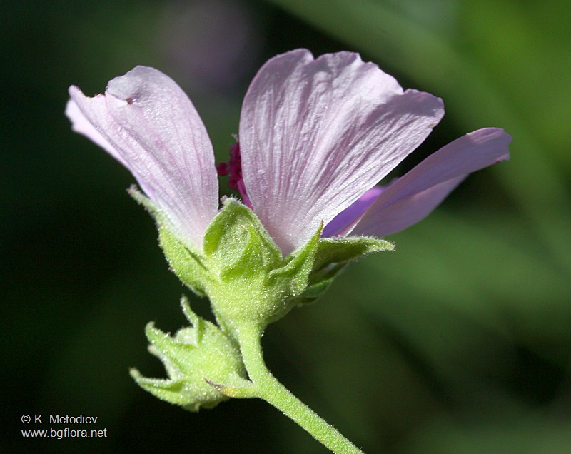 Althaea cannabina